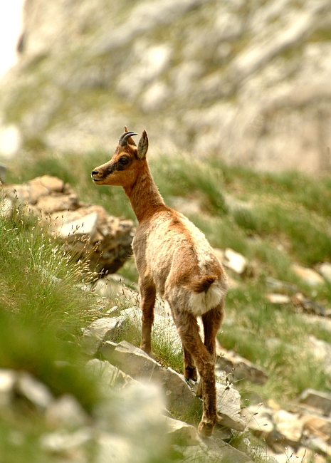 Camoscio d''Abruzzo Rupicapra pyrenaica ornata